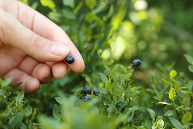 Woman picking up bilberries in forest, closeup. Space for text