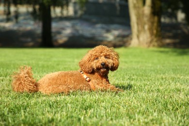 Photo of Cute Poodle on green grass outdoors. Dog walking