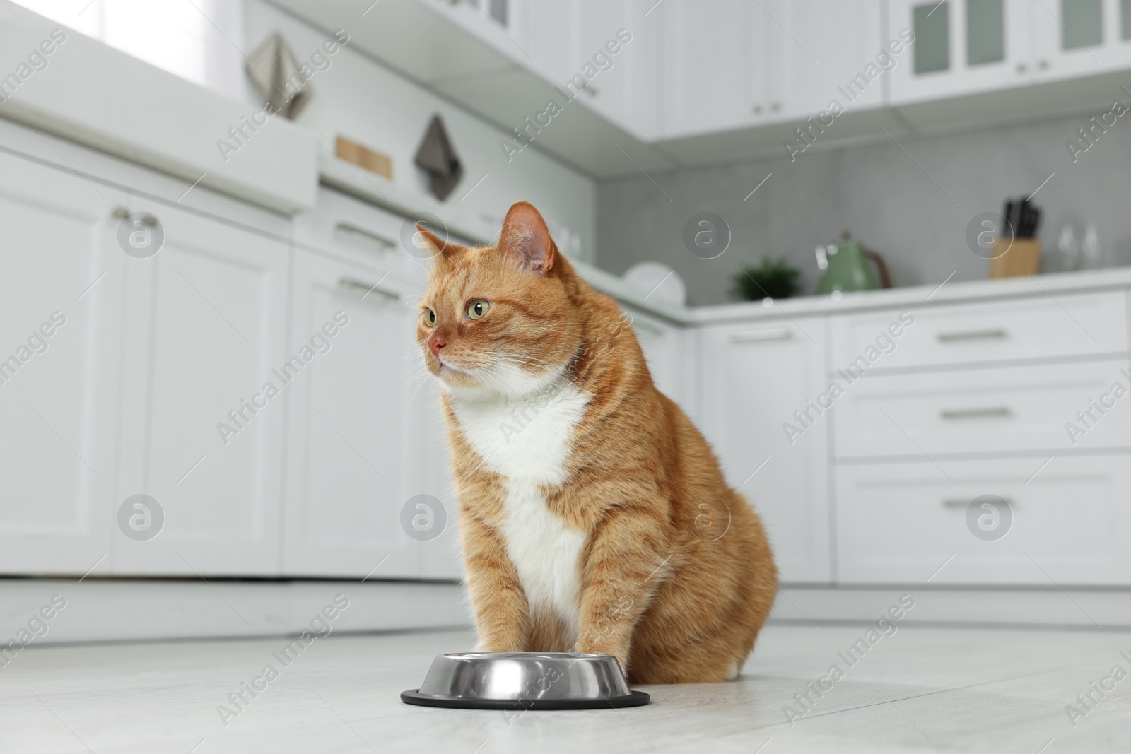 Photo of Cute ginger cat near feeding bowl at home