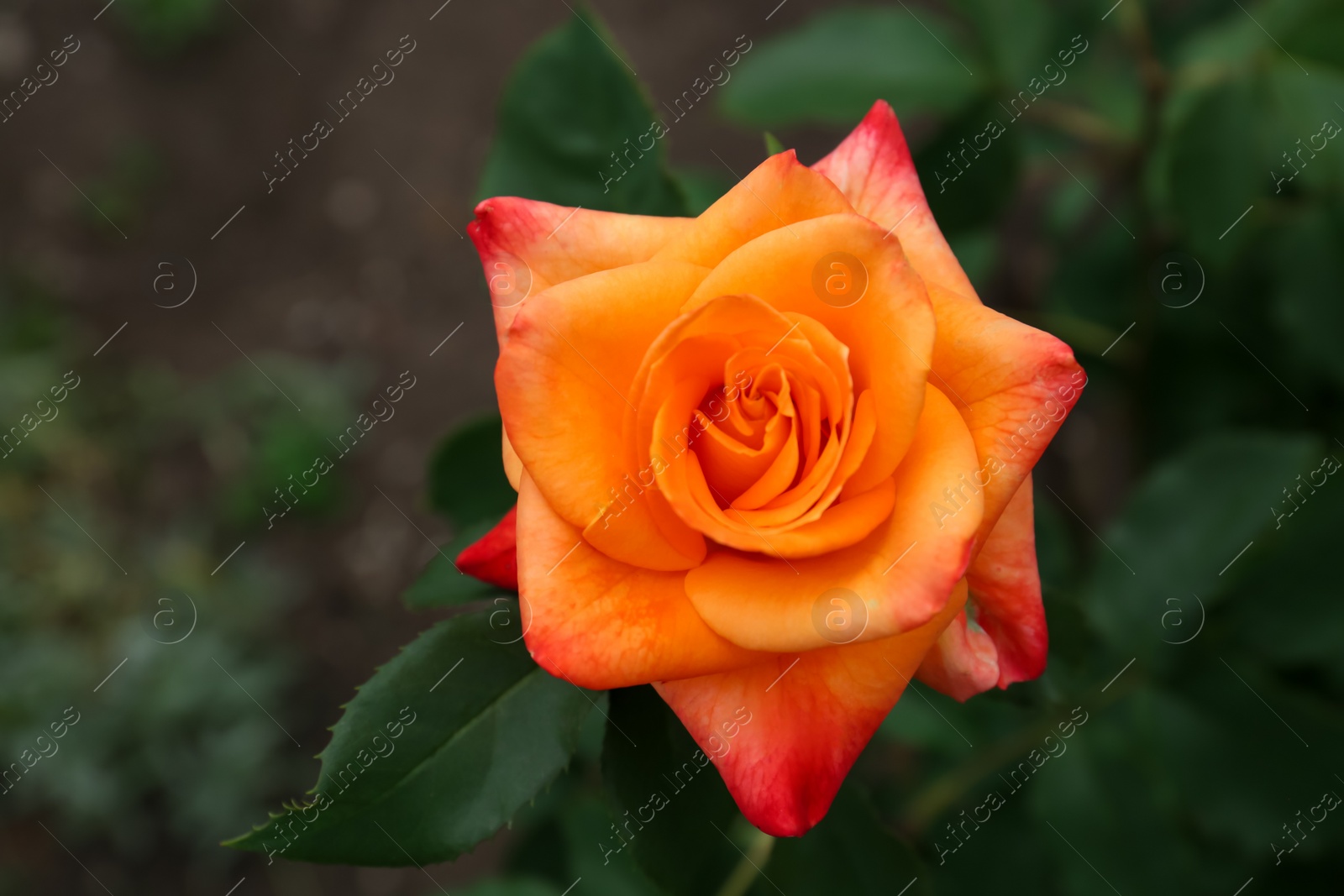 Photo of Beautiful blooming orange rose outdoors, closeup view