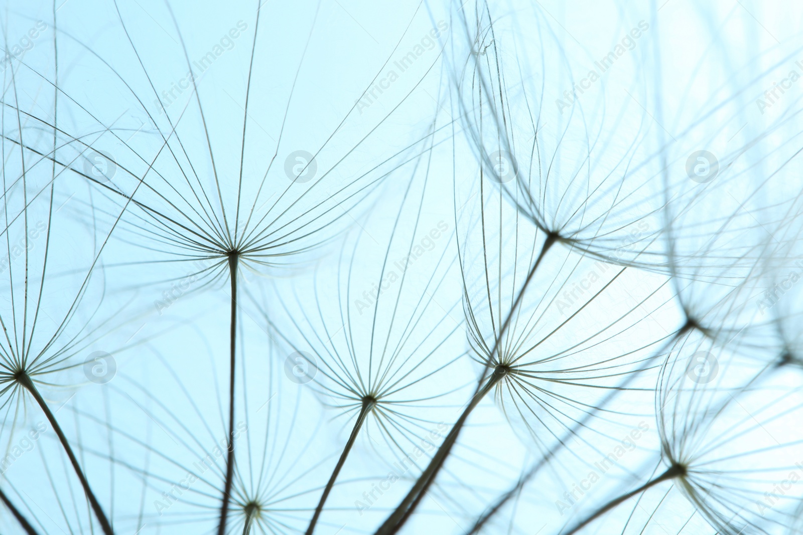 Photo of Dandelion seeds on color background, close up