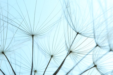 Photo of Dandelion seeds on color background, close up