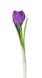 Photo of Beautiful purple crocus flower isolated on white. Spring season