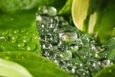 Green leaves with water drops, closeup view