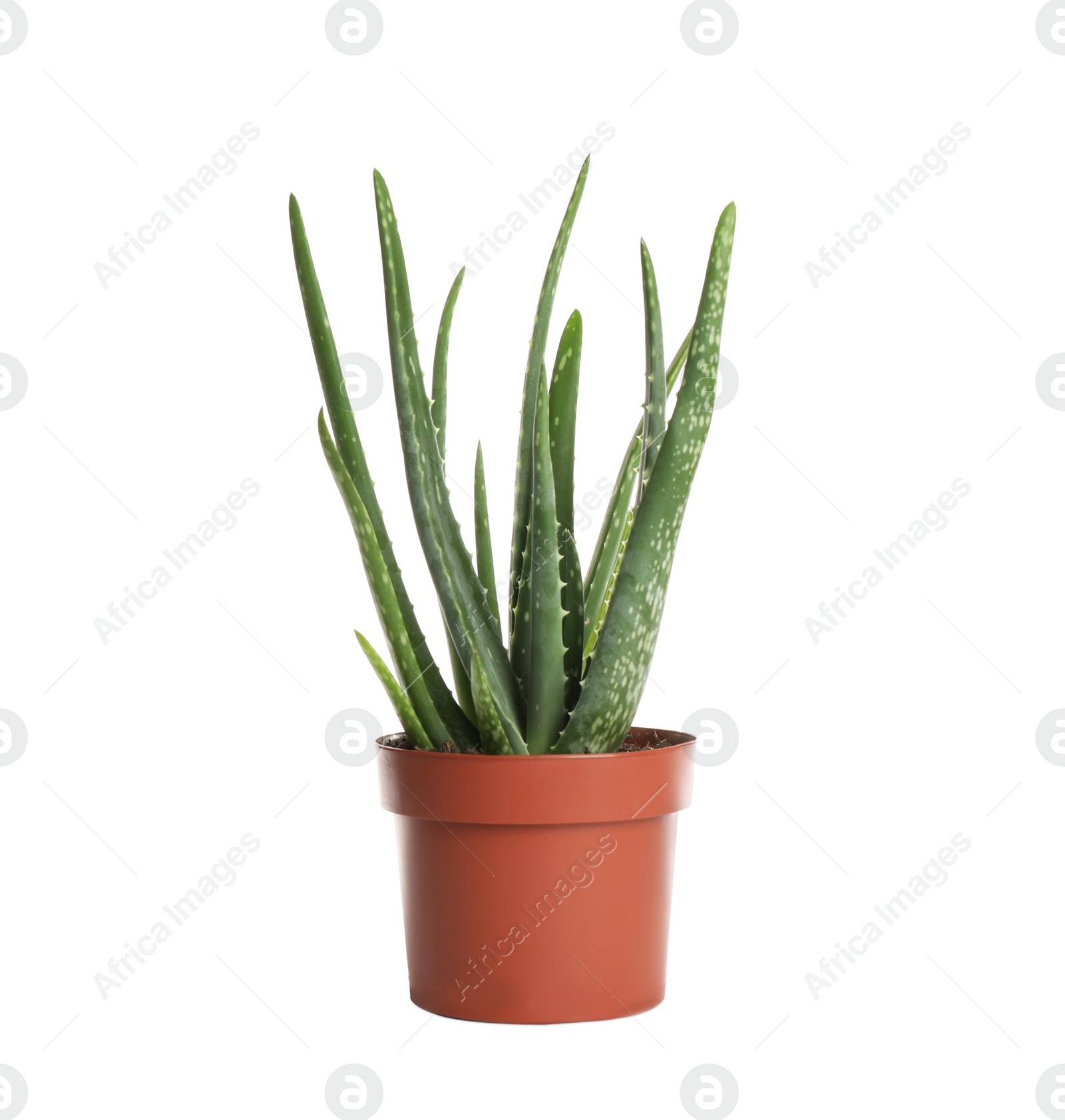 Photo of Aloe vera in flowerpot isolated on white