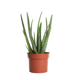 Aloe vera in flowerpot isolated on white