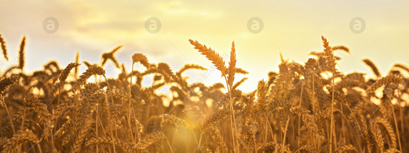 Image of field with ripe wheat spikes on sunny day. Banner design