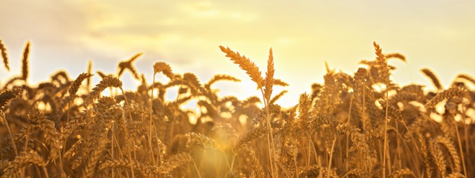 field with ripe wheat spikes on sunny day. Banner design