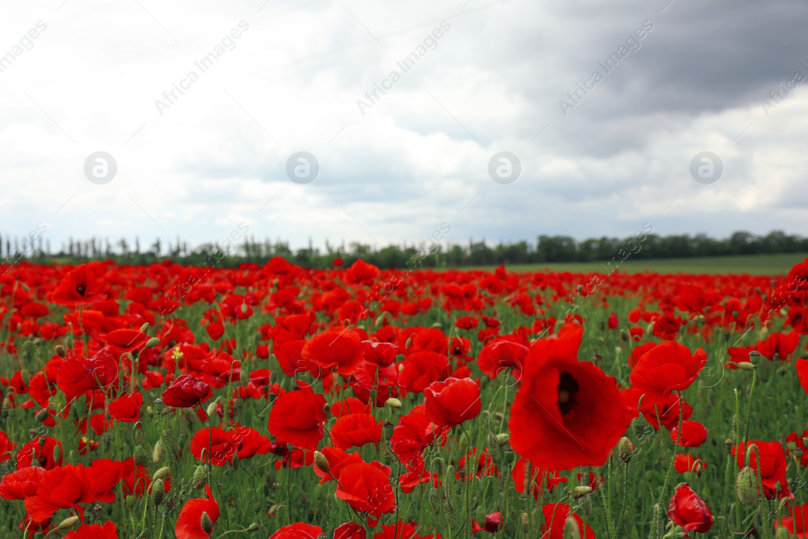 Photo of Beautiful red poppy flowers growing in field