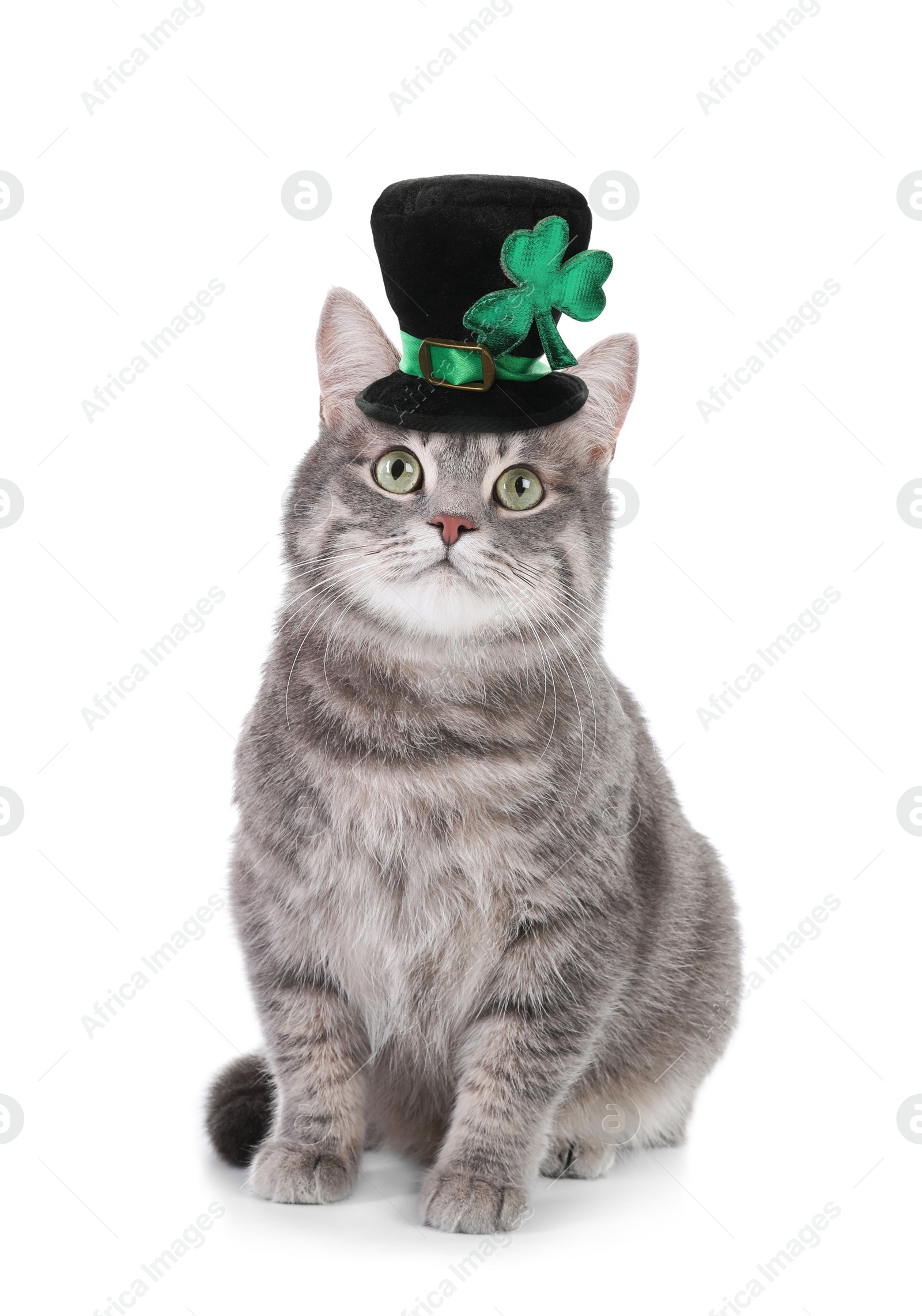 Image of Cute gray tabby cat with leprechaun hat on white background. St. Patrick's Day