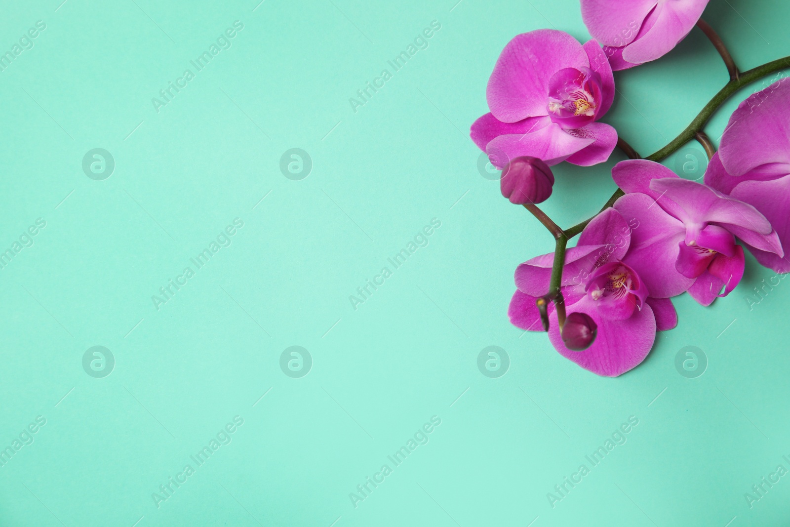 Photo of Branch with beautiful tropical orchid flowers on color background, top view. Space for text