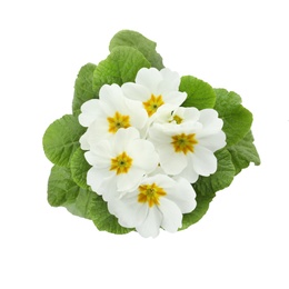 Photo of Primula (primrose) plant with beautiful flowers on white background, top view. Spring blossom