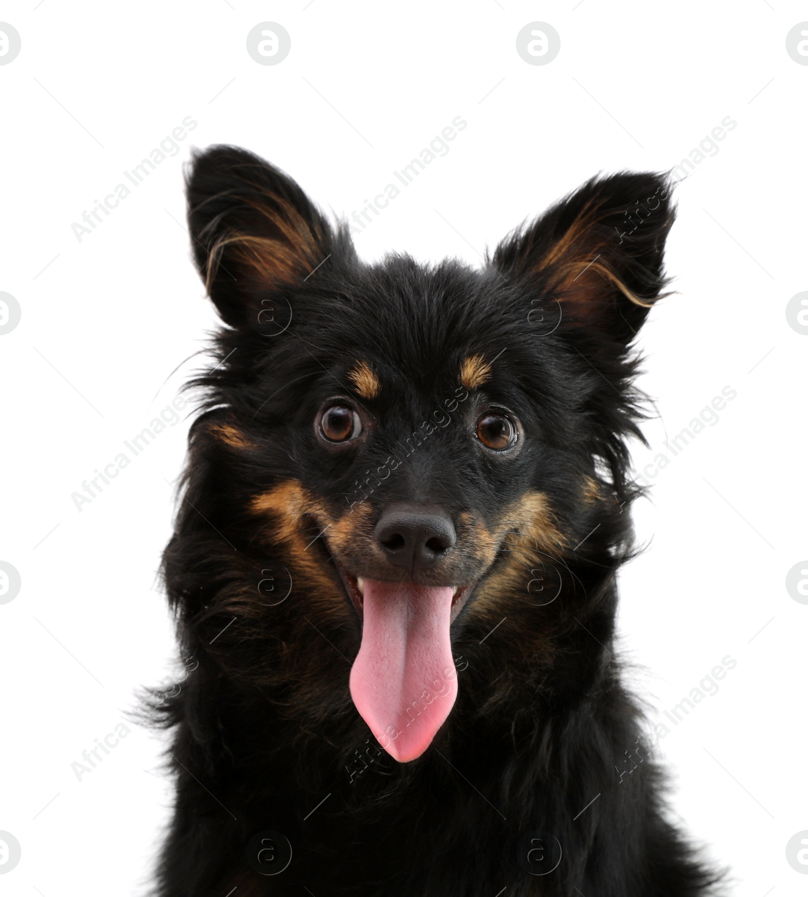 Photo of Cute long haired dog on white background