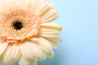 Photo of One beautiful tender gerbera flower on light blue background, closeup. Space for text