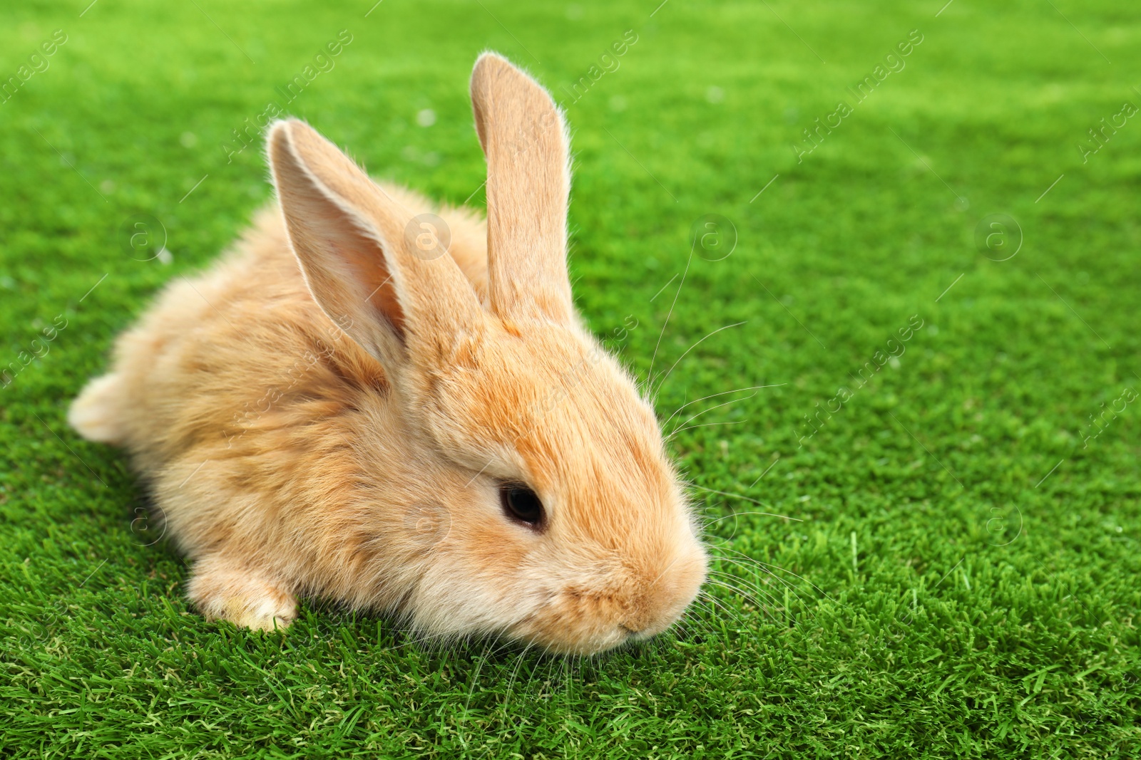 Photo of Adorable furry Easter bunny on green grass. Space for text