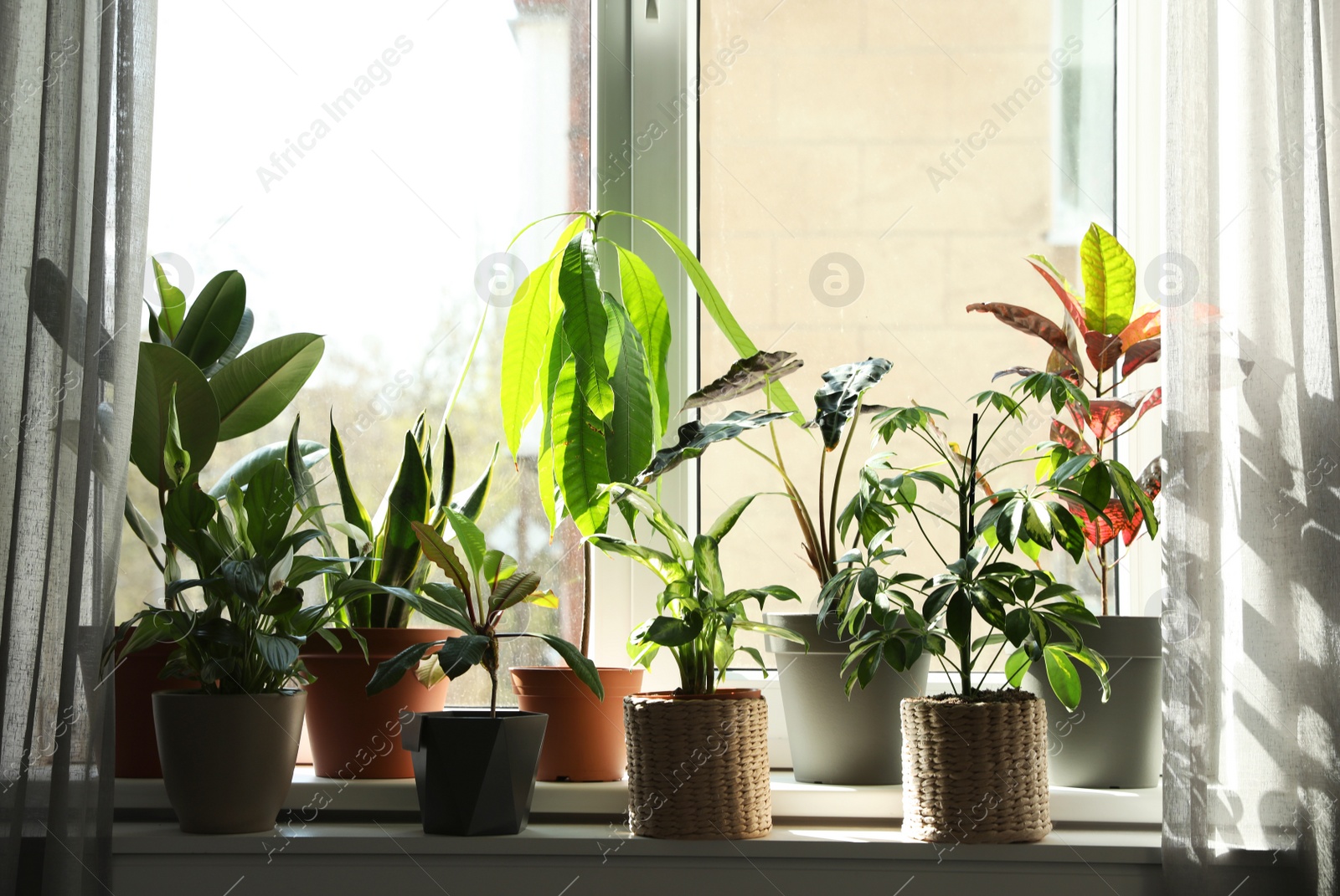 Photo of Different green potted plants on window sill at home