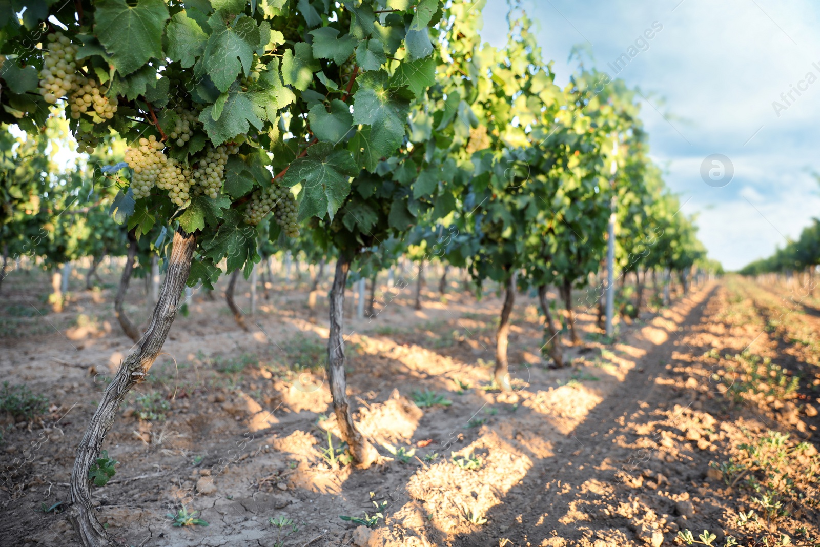 Photo of Beautiful view of vineyard with ripening grapes