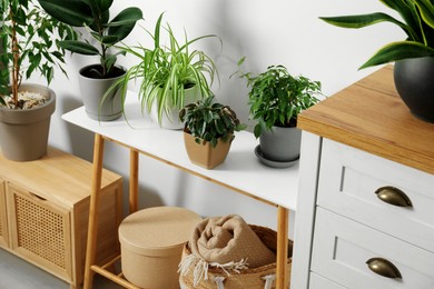 Stylish wooden furniture with beautiful green houseplants near white wall indoors. Interior design