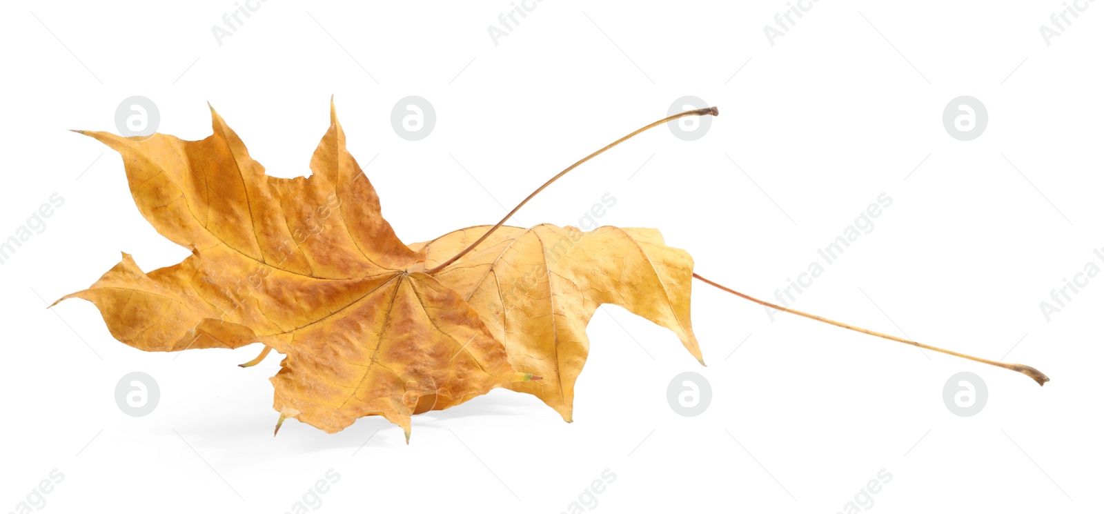 Photo of Autumn season. Dry maple leaves isolated on white