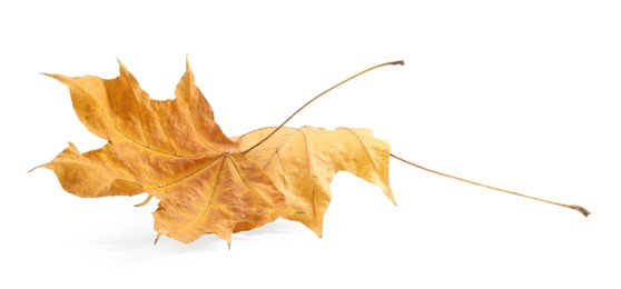 Autumn season. Dry maple leaves isolated on white