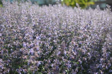 Beautiful blooming lavender plants in garden outdoors