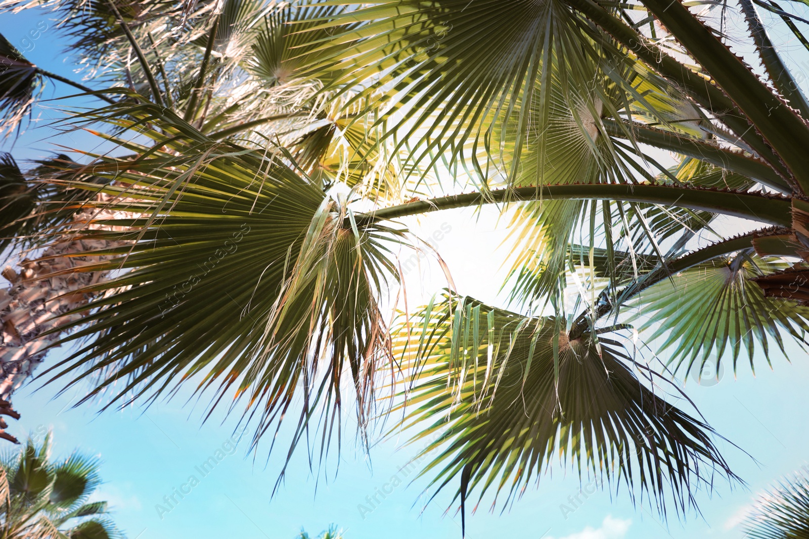 Image of Beautiful view of palm branches on sunny summer day. Stylized color toning