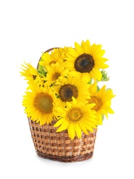 Photo of Wicker basket with beautiful yellow sunflowers on white background