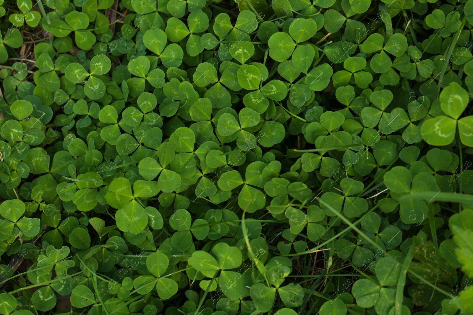 Photo of Beautiful bright green clover plants as background, closeup