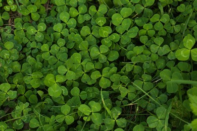 Photo of Beautiful bright green clover plants as background, closeup