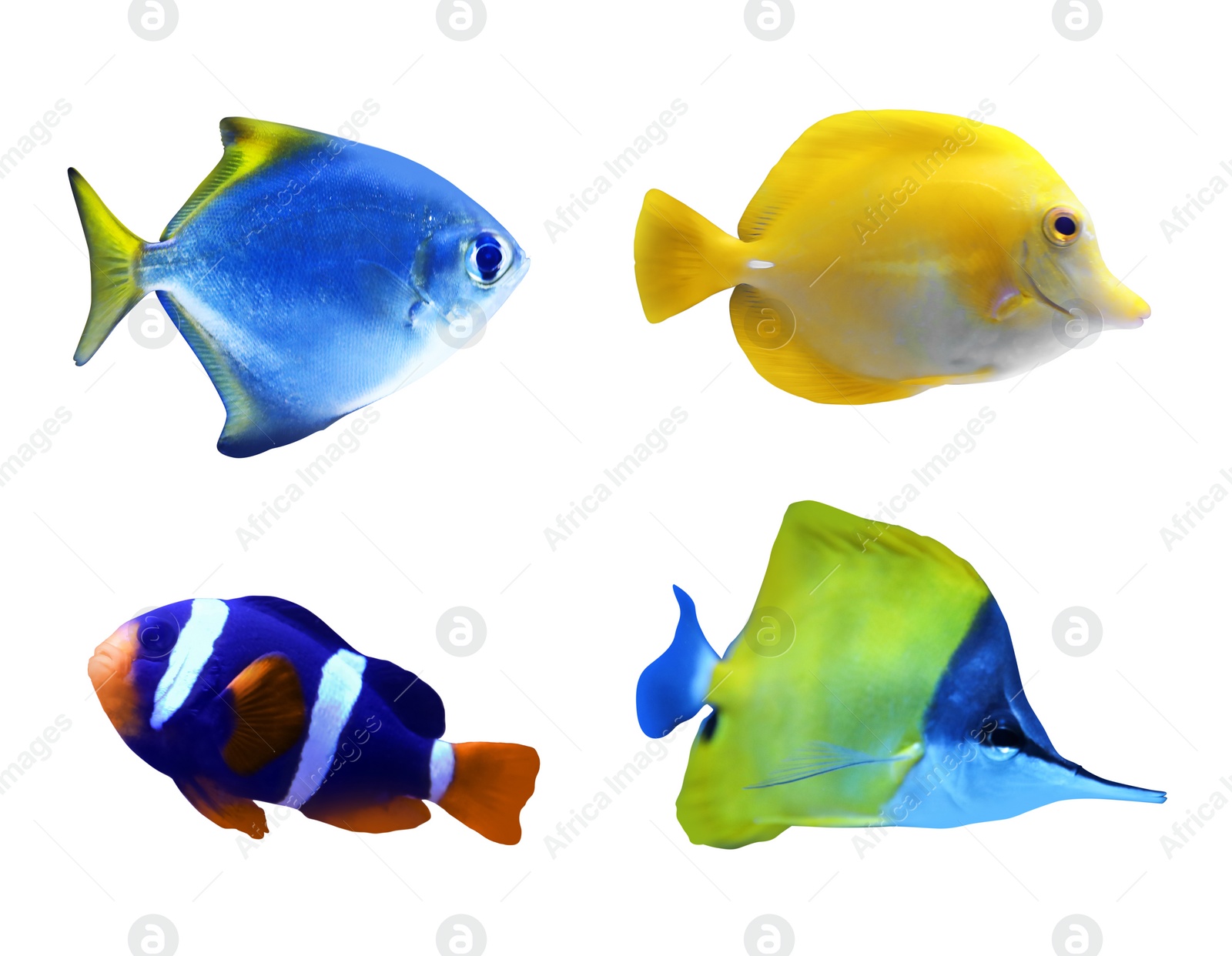 Image of Set of different bright tropical fishes on white background