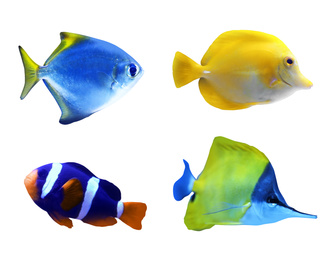 Image of Set of different bright tropical fishes on white background