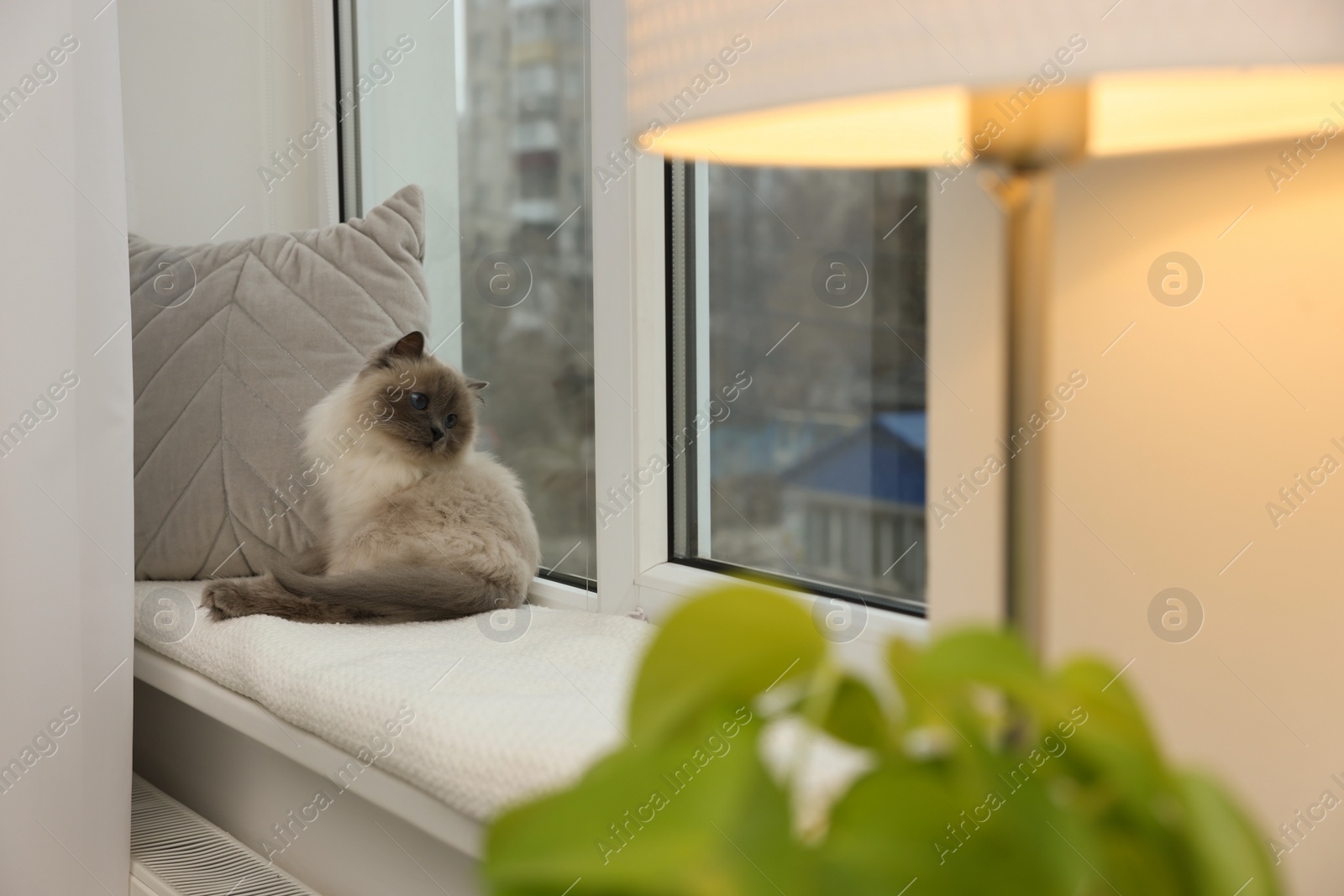 Photo of Cute Birman cat on windowsill near radiator at home