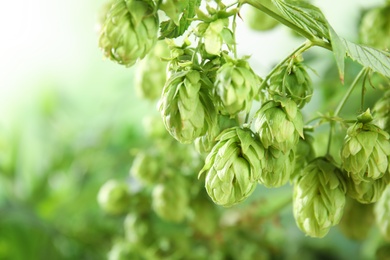 Bine with fresh green hops and space for text on blurred background. Beer production