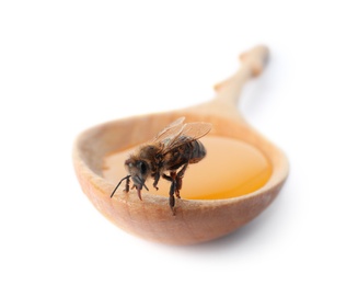 Photo of Wooden spoon with honey and bee on white background, closeup