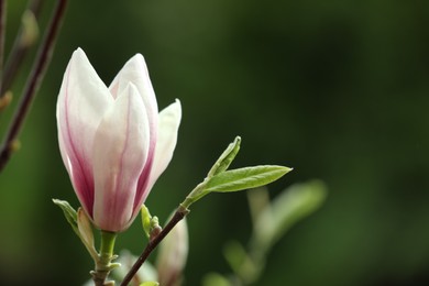 Photo of Magnolia tree with beautiful flower on blurred background, closeup. Space for text