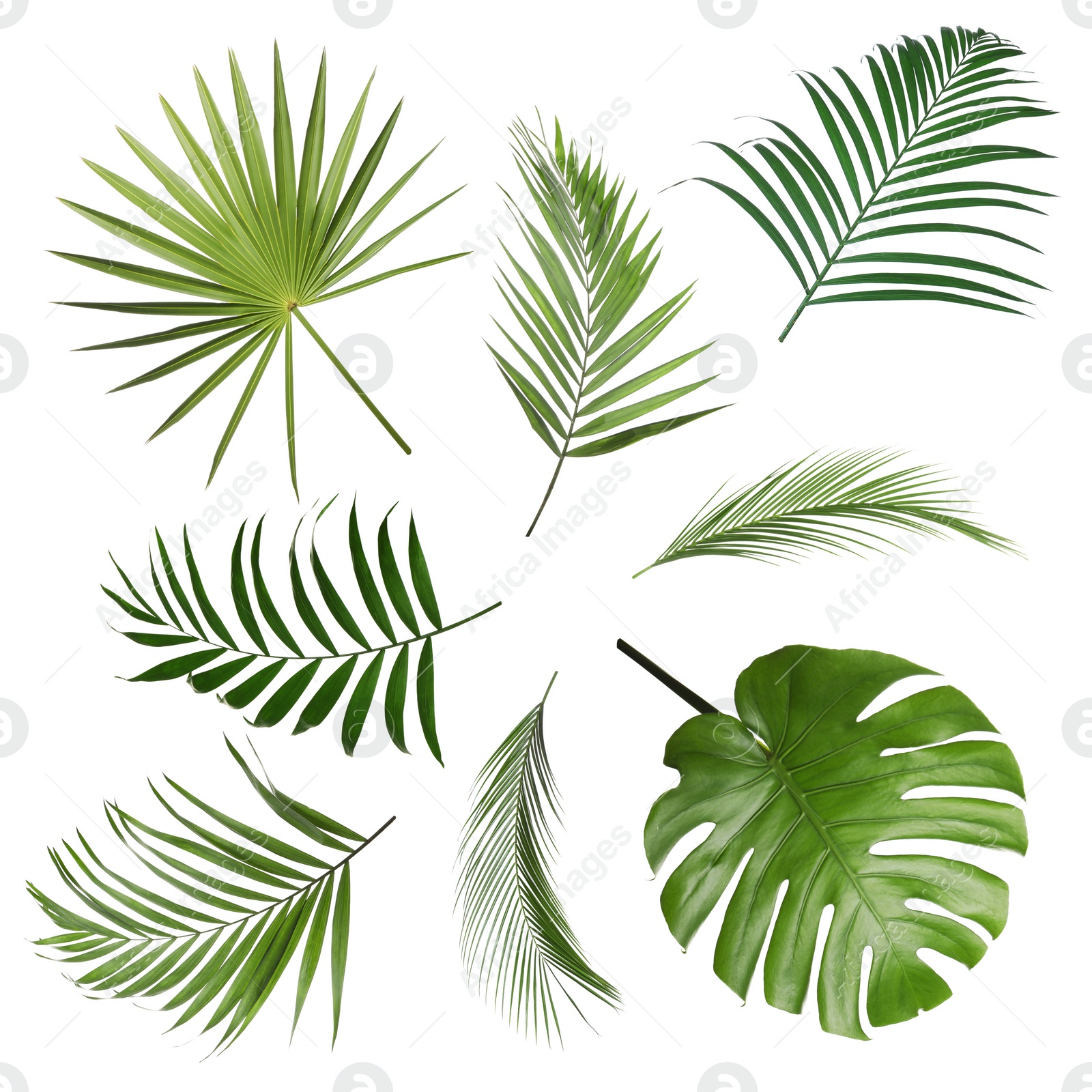 Image of Set of tropical leaves on white background