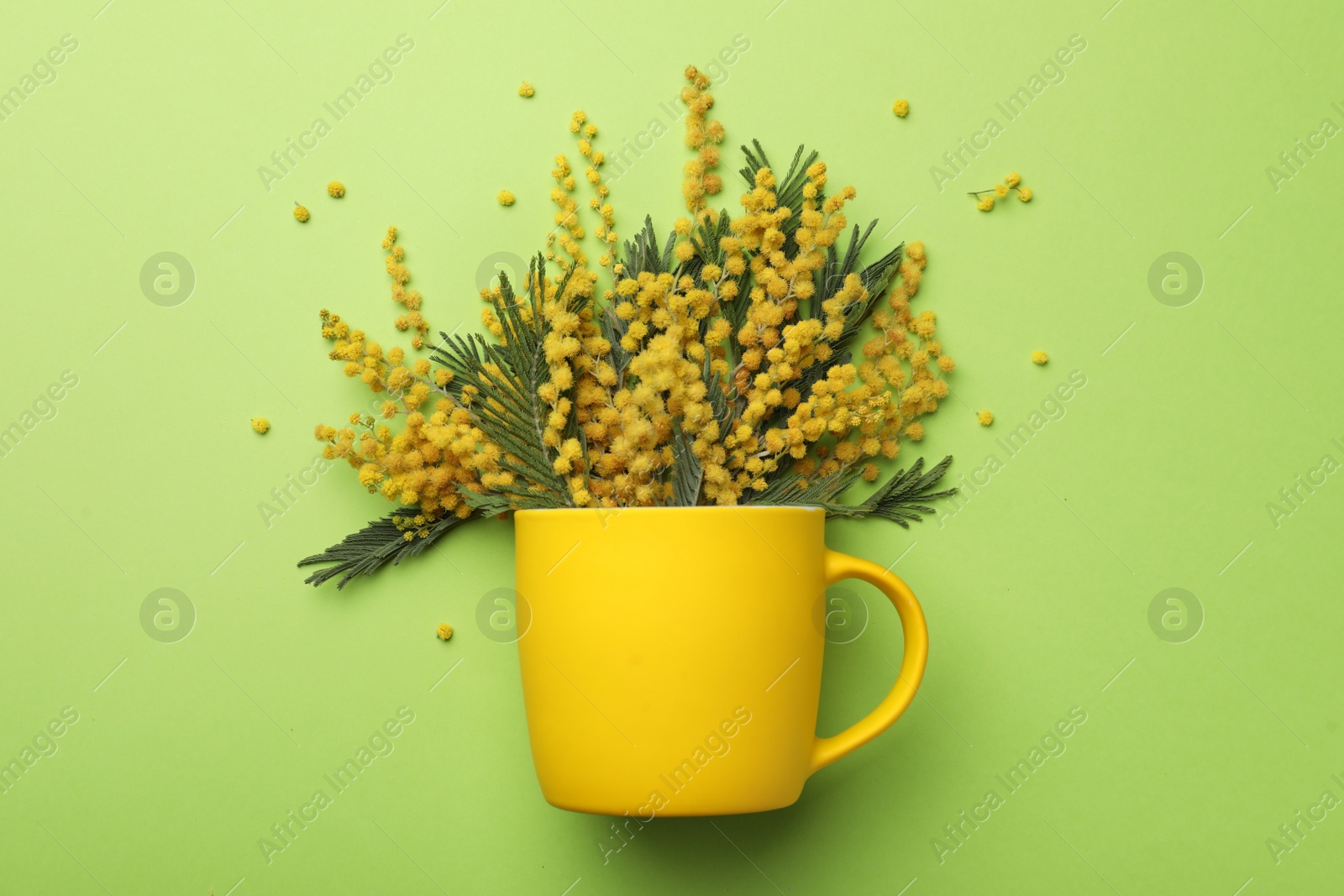 Photo of Beautiful floral composition with mimosa flowers and cup on green background, flat lay
