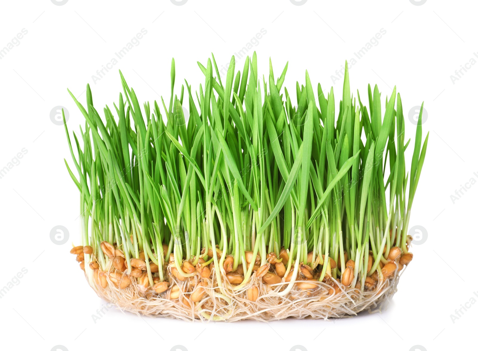 Photo of Fresh sprouted wheat grass isolated on white