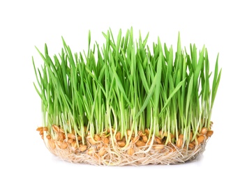 Fresh sprouted wheat grass isolated on white