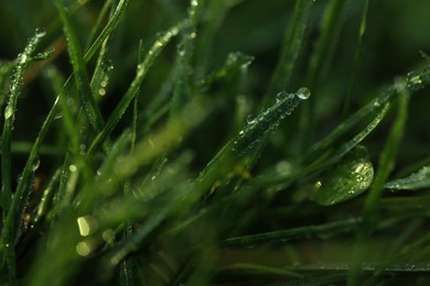 Green grass with morning dew outdoors, closeup