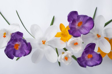 Beautiful crocus flowers on white background, flat lay