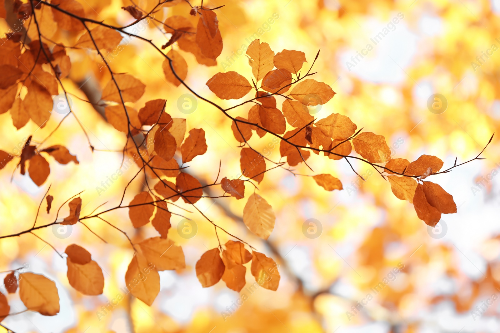 Photo of Tree twigs with autumn leaves on blurred background
