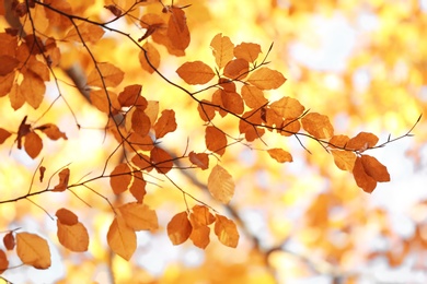 Tree twigs with autumn leaves on blurred background