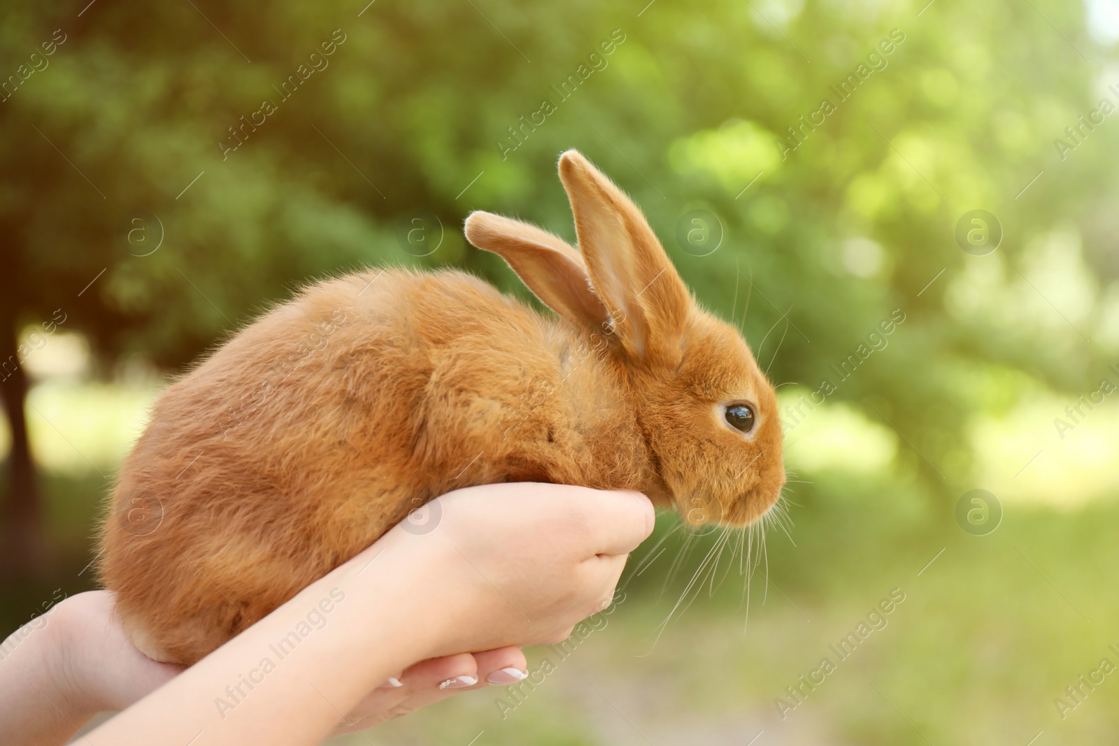 Photo of Woman holding adorable bunny on blurred background