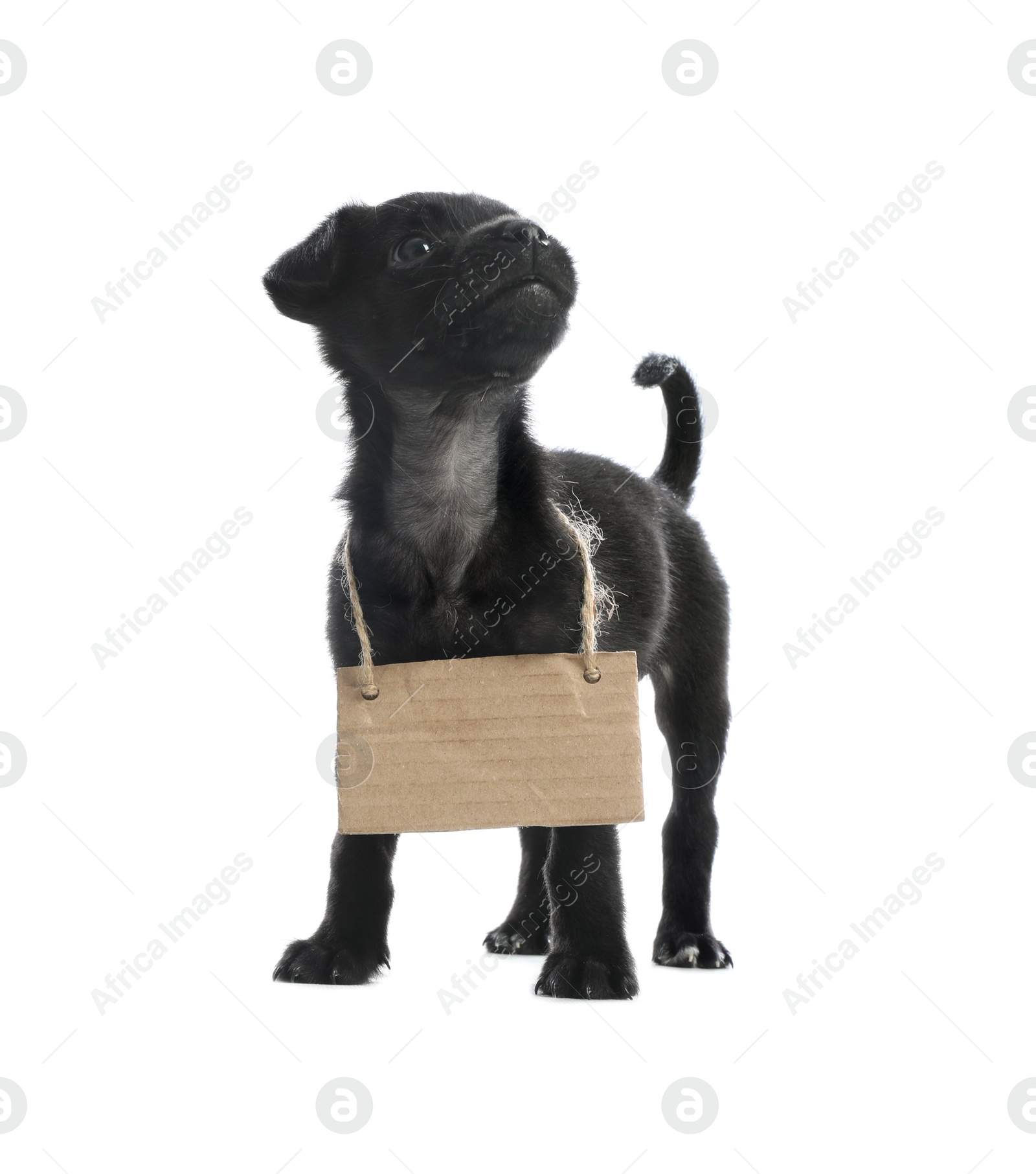 Photo of Cute little dog with blank cardboard sign on white background. Homeless pet