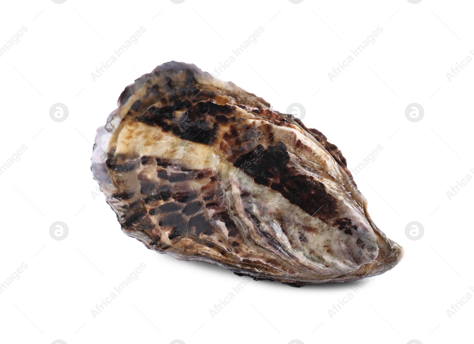 Photo of Fresh raw closed oyster isolated on white