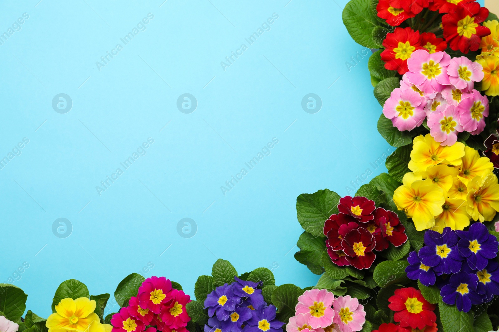 Photo of Primrose Primula Vulgaris flowers on light blue background, flat lay with space for text. Spring season