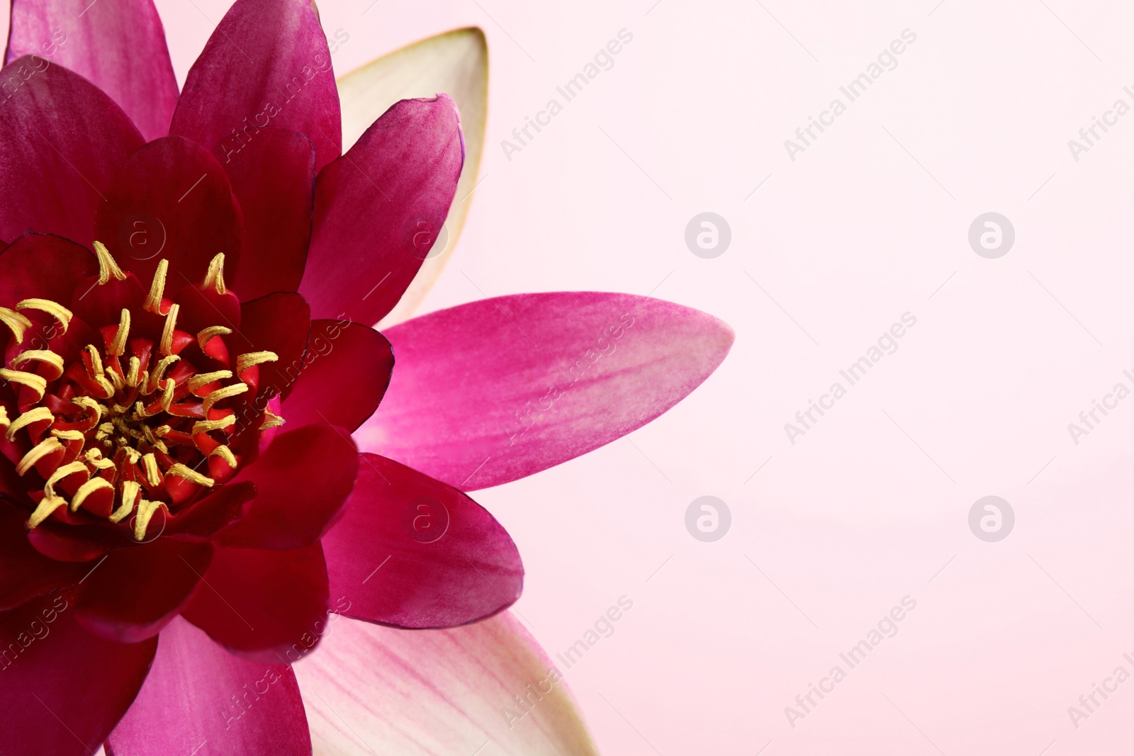 Photo of Beautiful blooming lotus flower on light pink background, closeup. Space for text