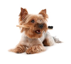 Photo of Cute Yorkshire Terrier with toothbrush on white background