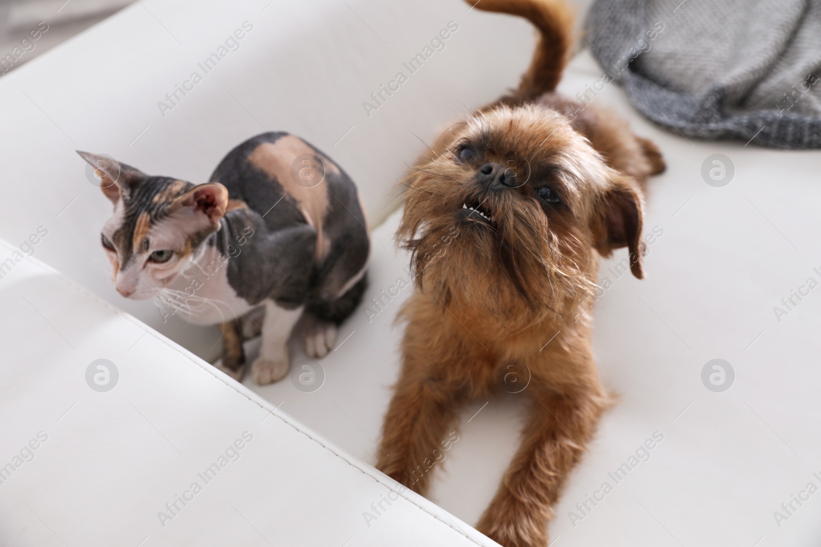 Photo of Adorable dog and cat together on sofa at home. Friends forever